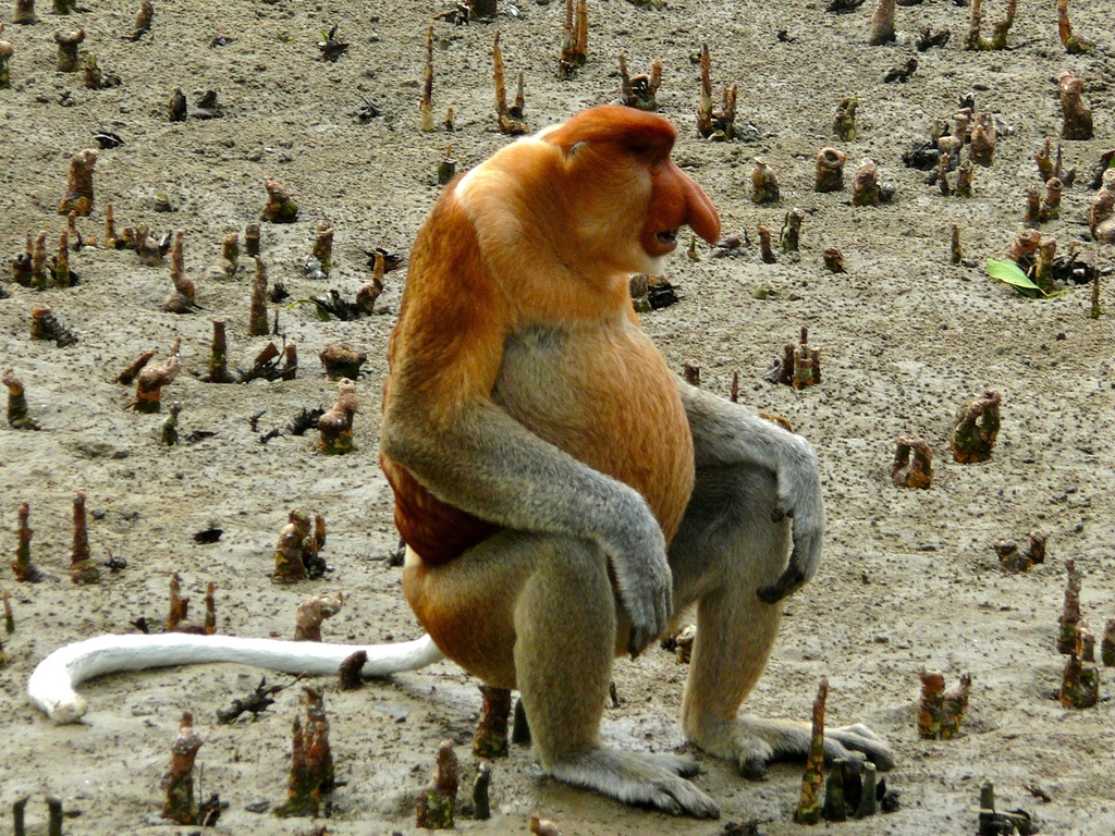 Proboscis monkey, Endangered, Borneo, Long Nose
