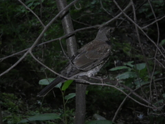Turdus pilaris