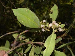 Hedyosmum goudotianum