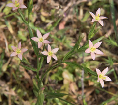Centaurium discolor