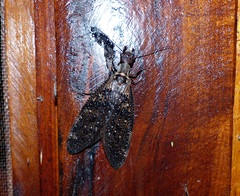 Corydalus imperiosus