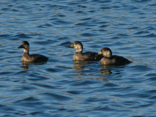 Common Scoter
