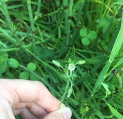 Cerastium holosteoides