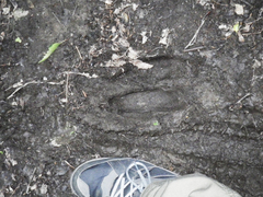 Alces alces