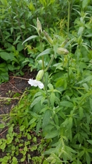 Silene latifolia
