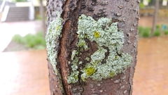 Fungi