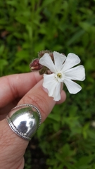 Silene latifolia