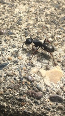 Camponotus modoc
