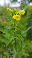 Angiospermae