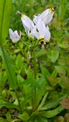Dodecatheon