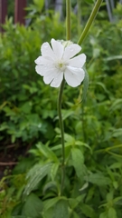 Silene latifolia