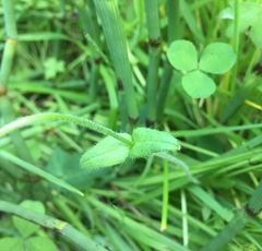 Cerastium holosteoides