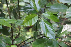 Aucuba japonica