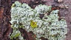 Fungi