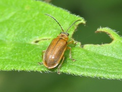 Galerucella pusilla