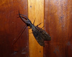 Corydalus imperiosus