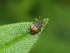 Nanophyes marmoratus