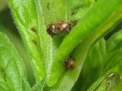 Nanophyes marmoratus