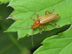 Cantharis pallida