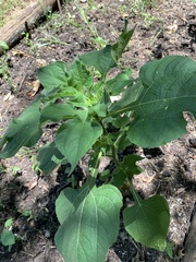 Tithonia rotundifolia