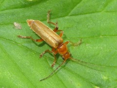 Cantharis pallida
