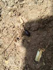 Coleoptera