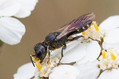 Ectemnius borealis