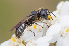 Ectemnius borealis