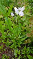 Dodecatheon