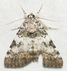 Catocala connubialis