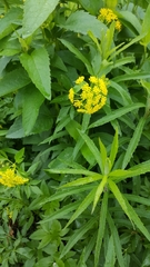Zizia aurea