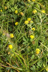 Medicago lupulina