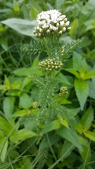 Achillea millefolium