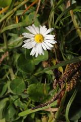 Bellis perennis