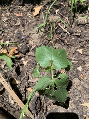 Abelmoschus esculentus