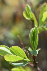 Myrica gale tomentosa