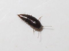 Habrocerus capillaricornis