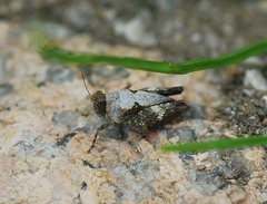 Tetrix japonica
