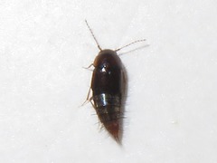 Habrocerus capillaricornis