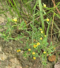 Stylosanthes