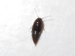 Habrocerus capillaricornis