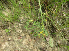 Stylosanthes
