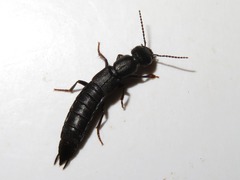 Tasgius melanarius