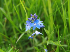 Veronica satureiifolia
