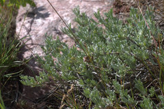 Artemisia tripartita
