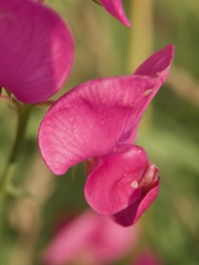 Lathyrus tuberosus