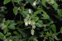 Blumea lacera lacera