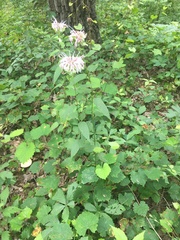 Monarda clinopodia