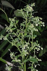 Blumea lacera lacera