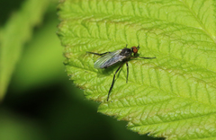 Rhamphomyia longicauda